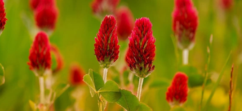 Trébol rojo